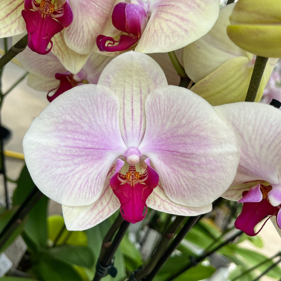 Phalaenopsis Cyrene