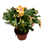 Schlumbergera orange « Orange » (Cactus de Noël) - exemplaires XXL