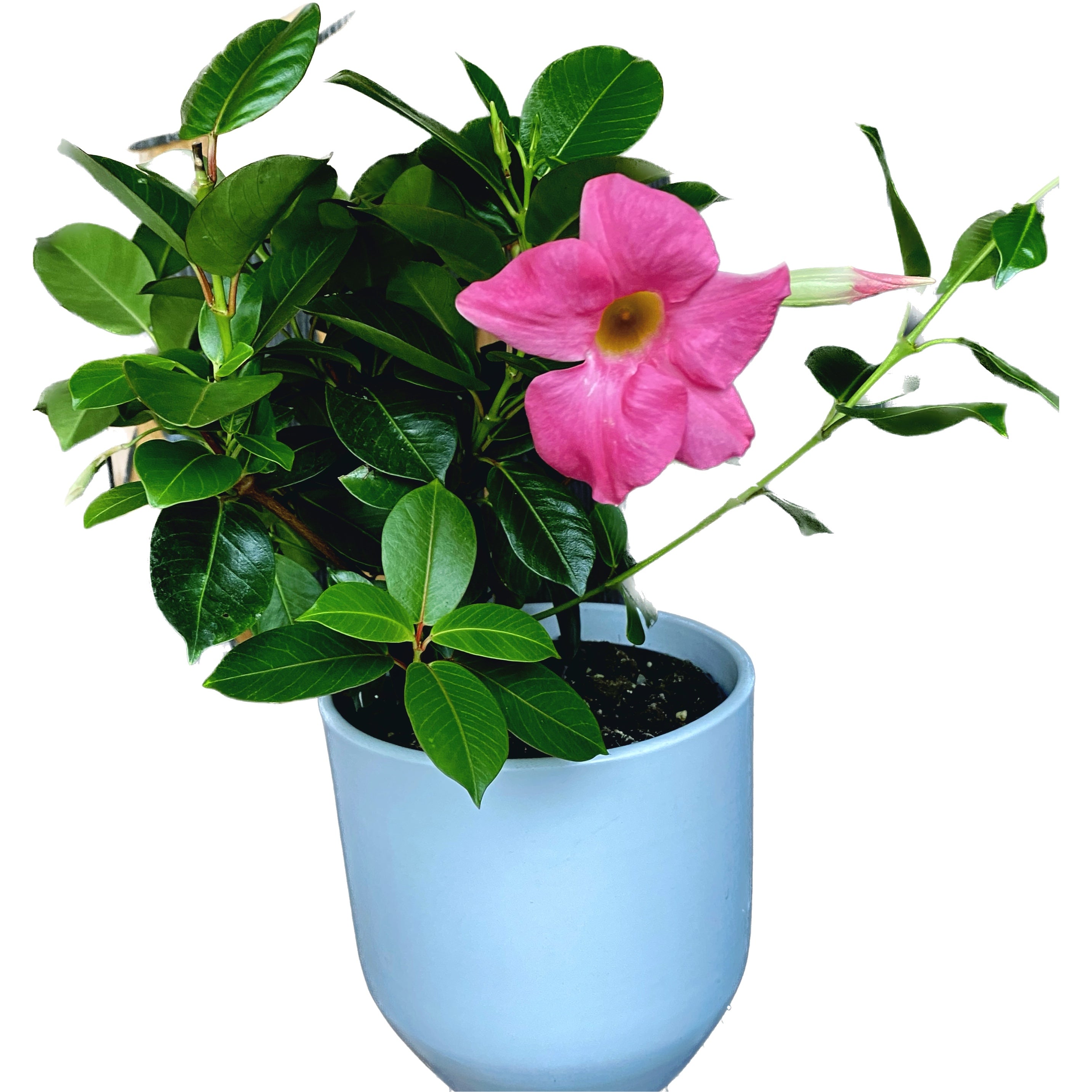 Mandevilla roz - Sundaville Pink H40 cm (flori roz parfumate)