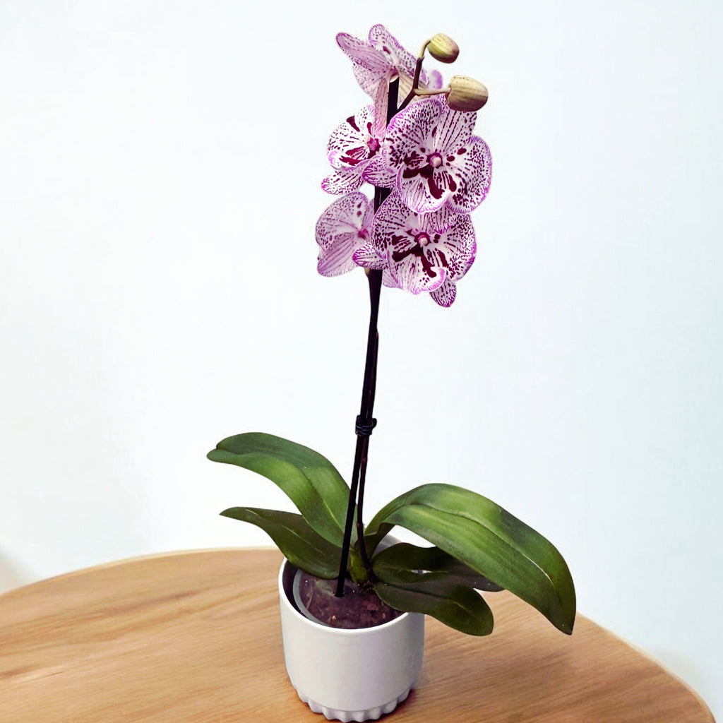 Phalaenopsis « Grace » grande lèvre