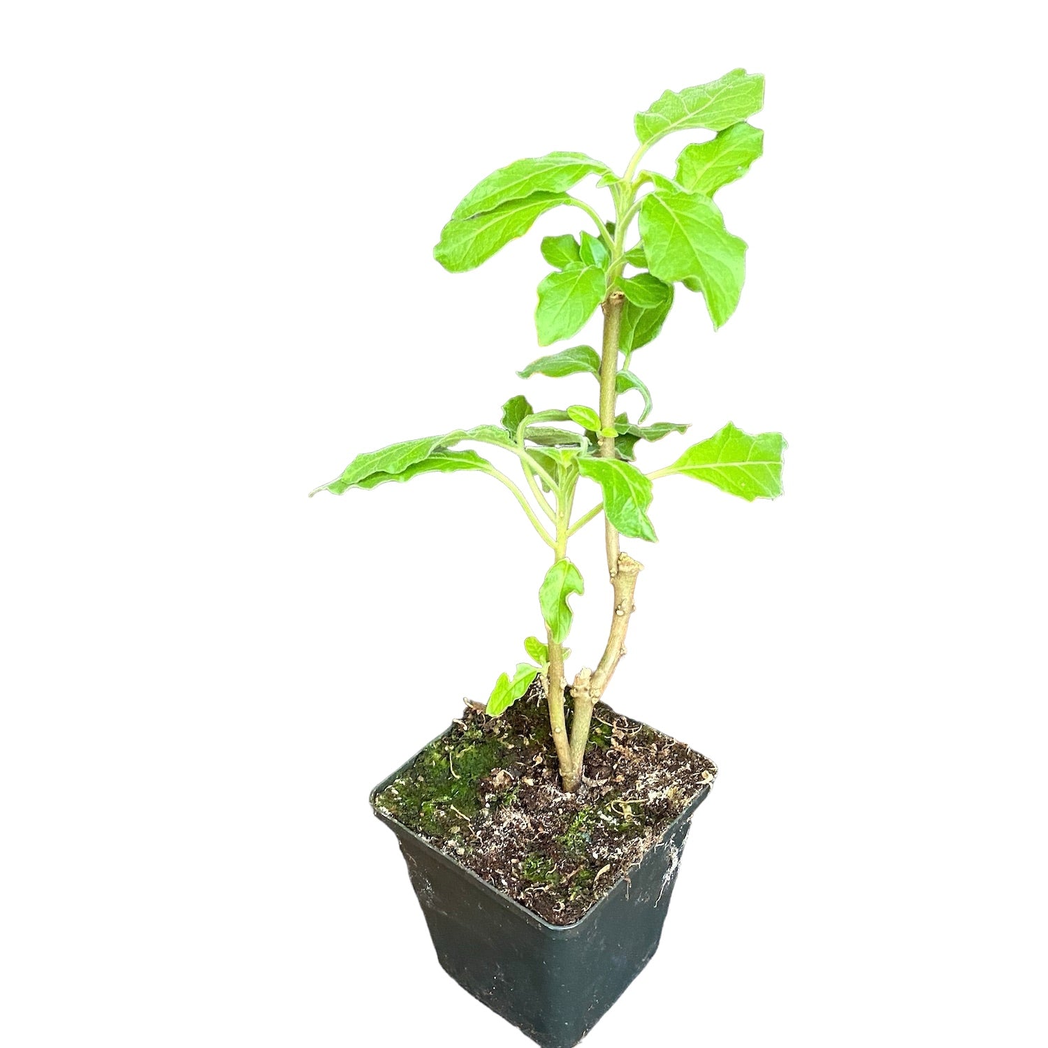 Trompeta ingerilor roz - Brugmansia suaveolens * flori parfumate