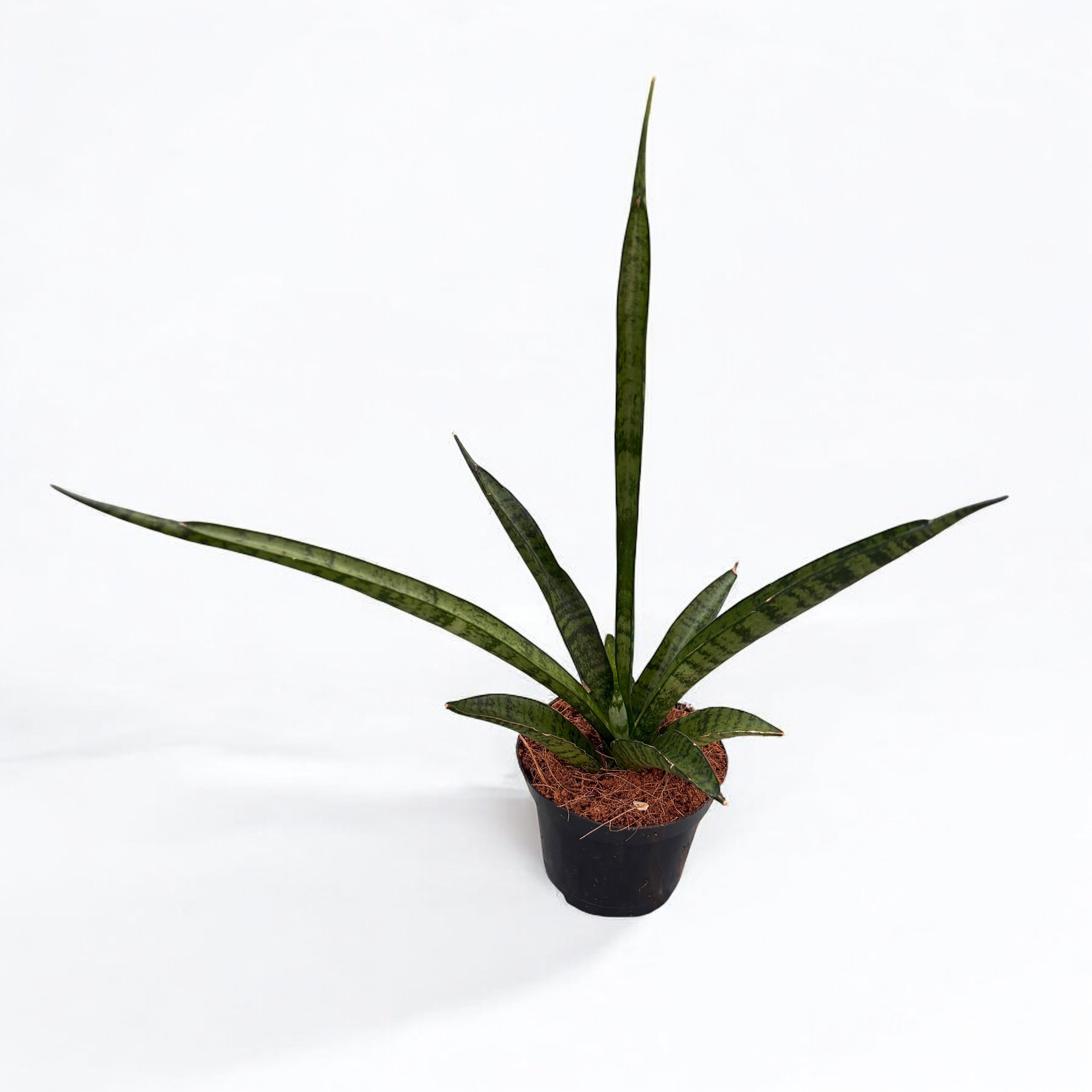 Sansevieria 'Megan' D7
