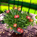 Delosperma Lido ‘Fire’ (jégvirág, kristályvirág)