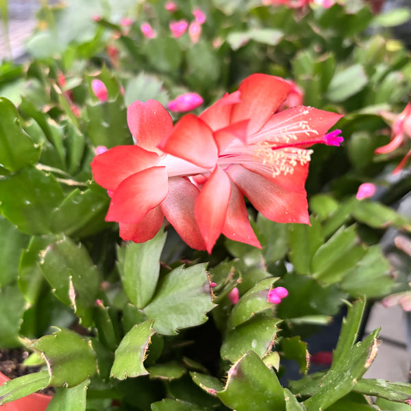 Schlumbergera 'Orange Flame' (Christmas) 2pp