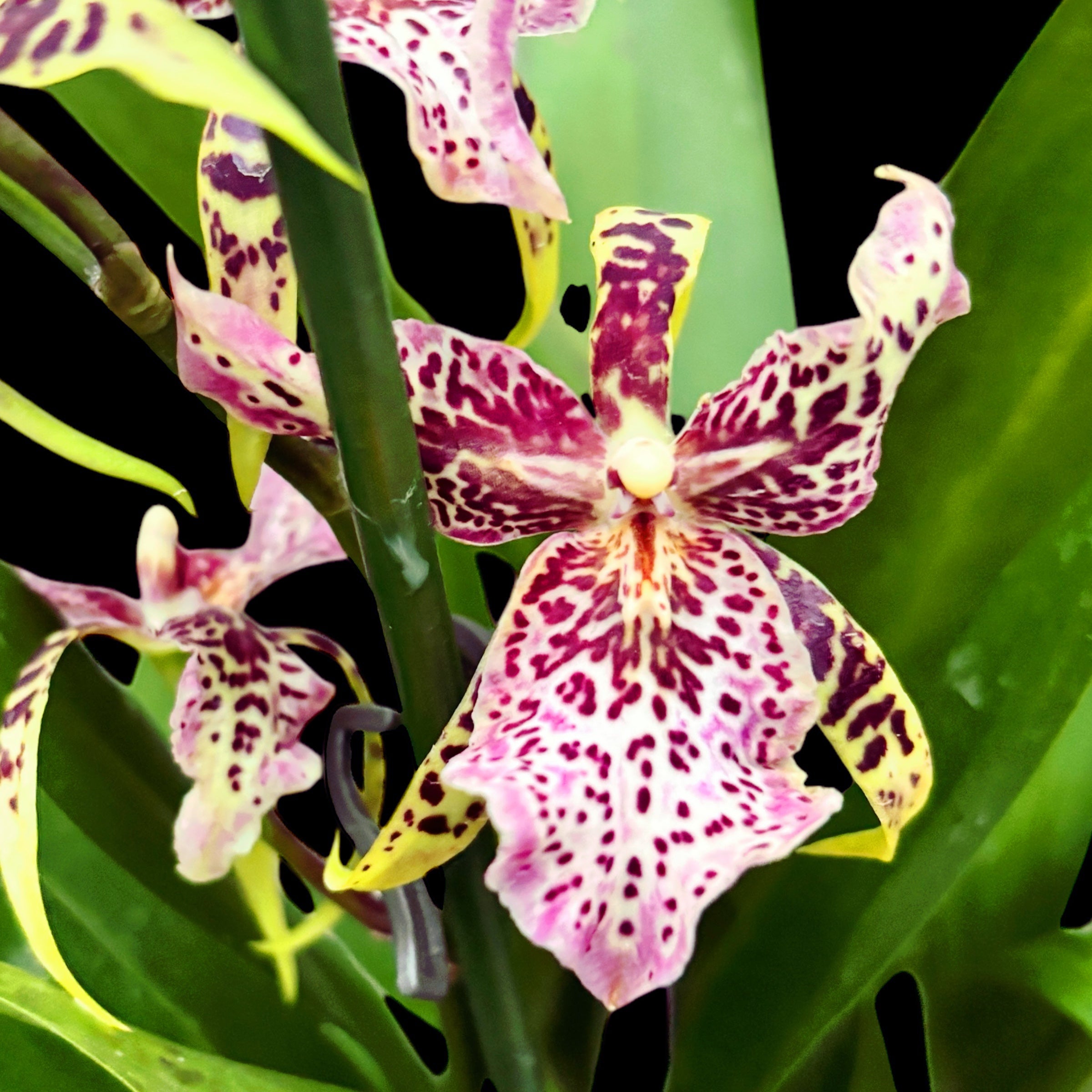 Aliceara Estrelita-Tahoma Glacier