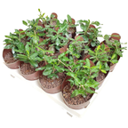 Fockea Edulis (caudex)