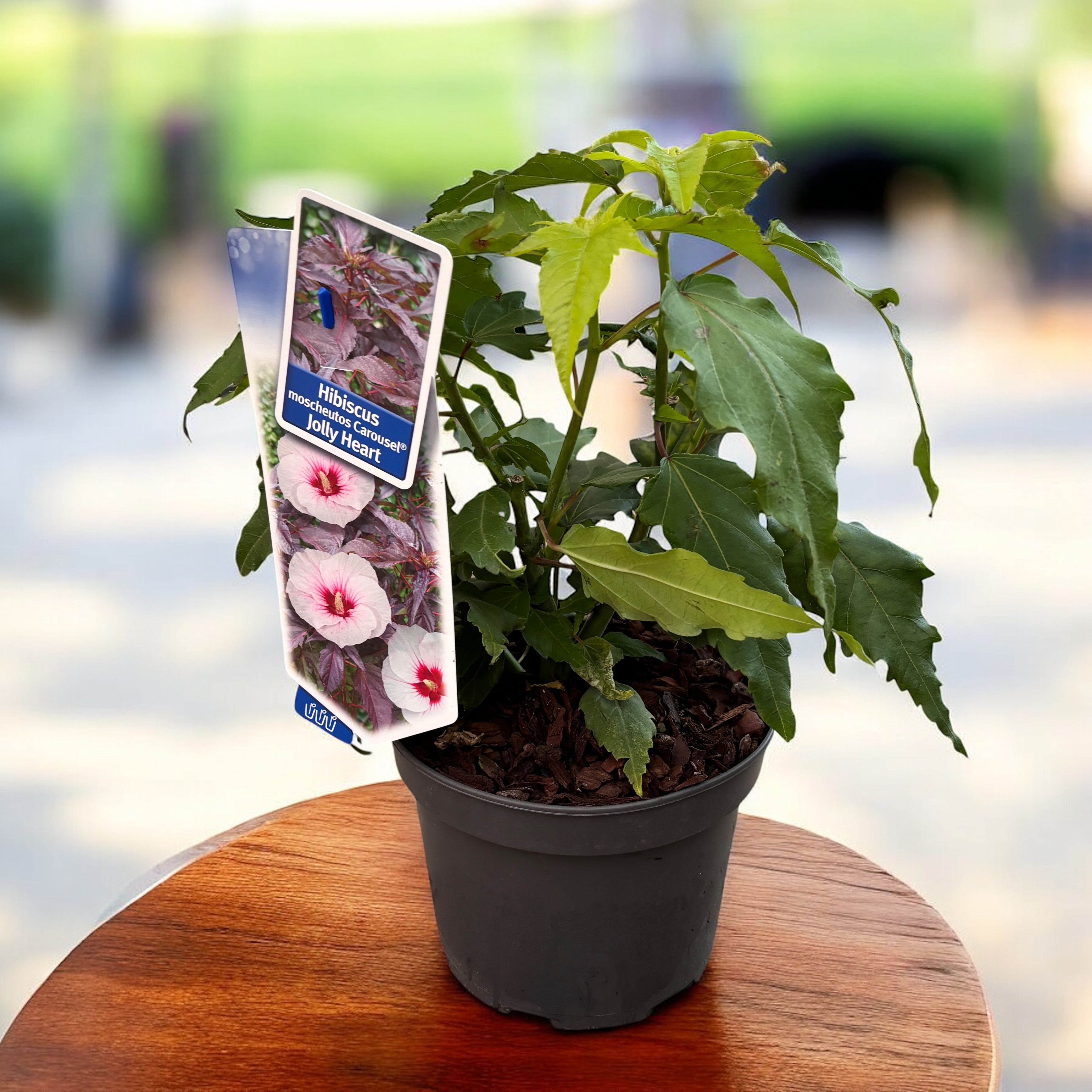 Hibiscus moscheutos Carousel ‘Jolly Heart’ - hibiscus de gradina cu flori albe uriase