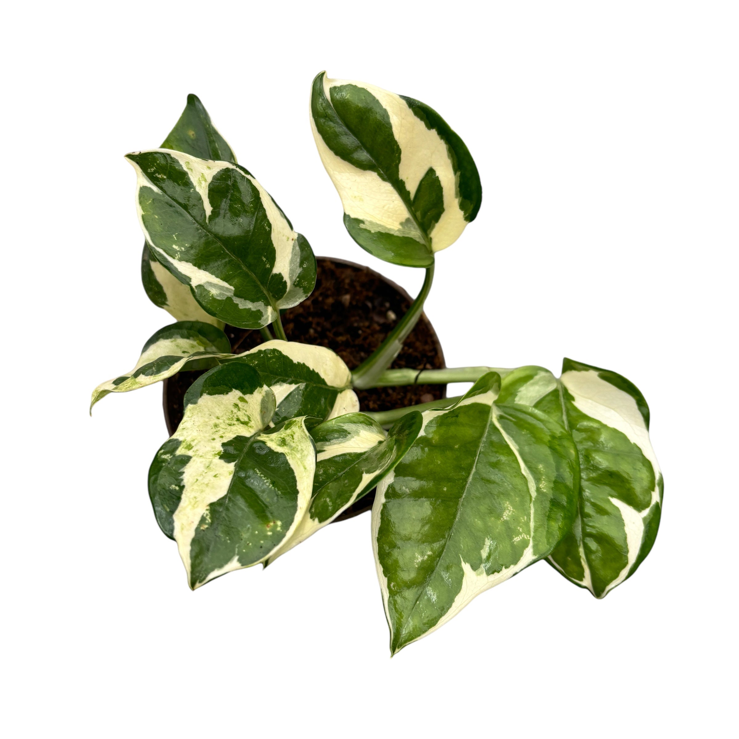 Epipremnum (Scindapsus) aureum 'N'joy' D10