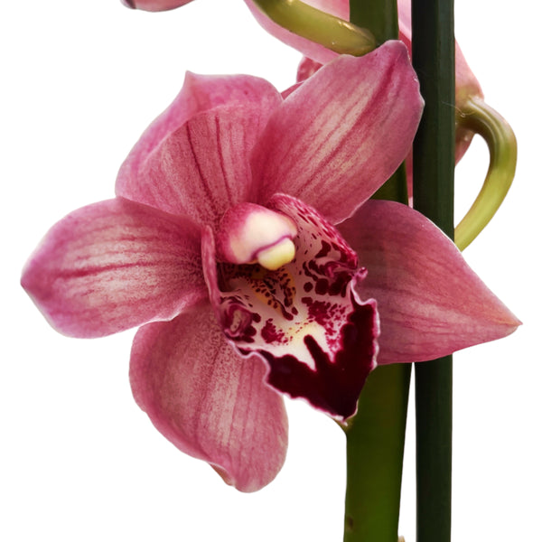 Cymbidium Jolly Red