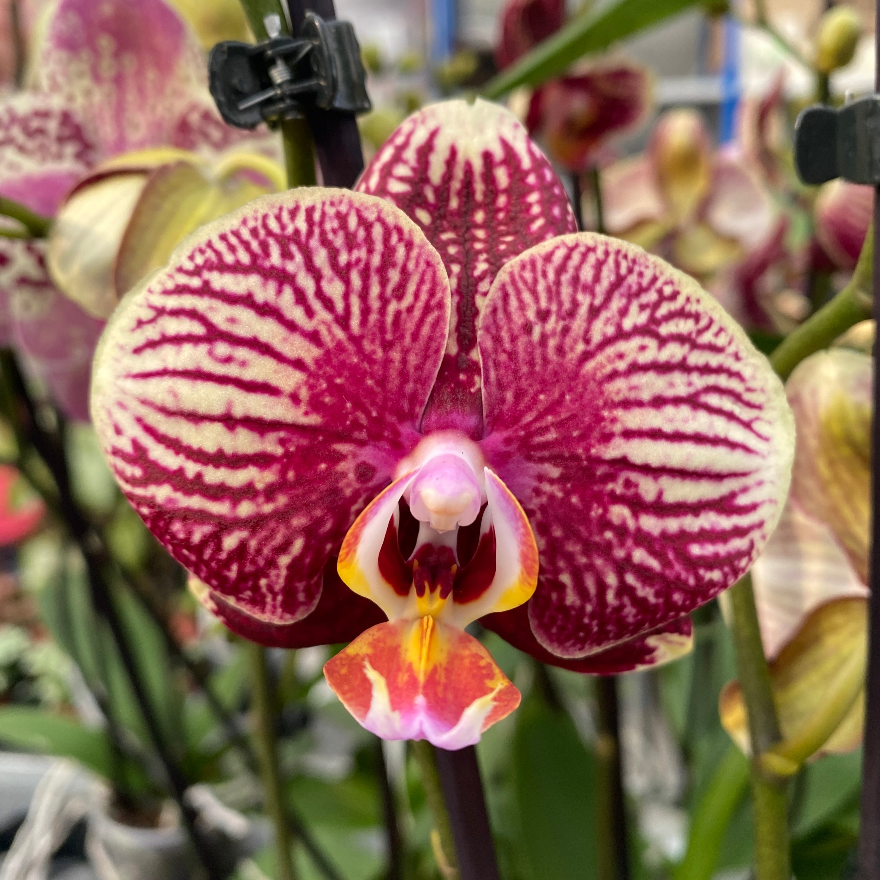 Phalaenopsis Phantom