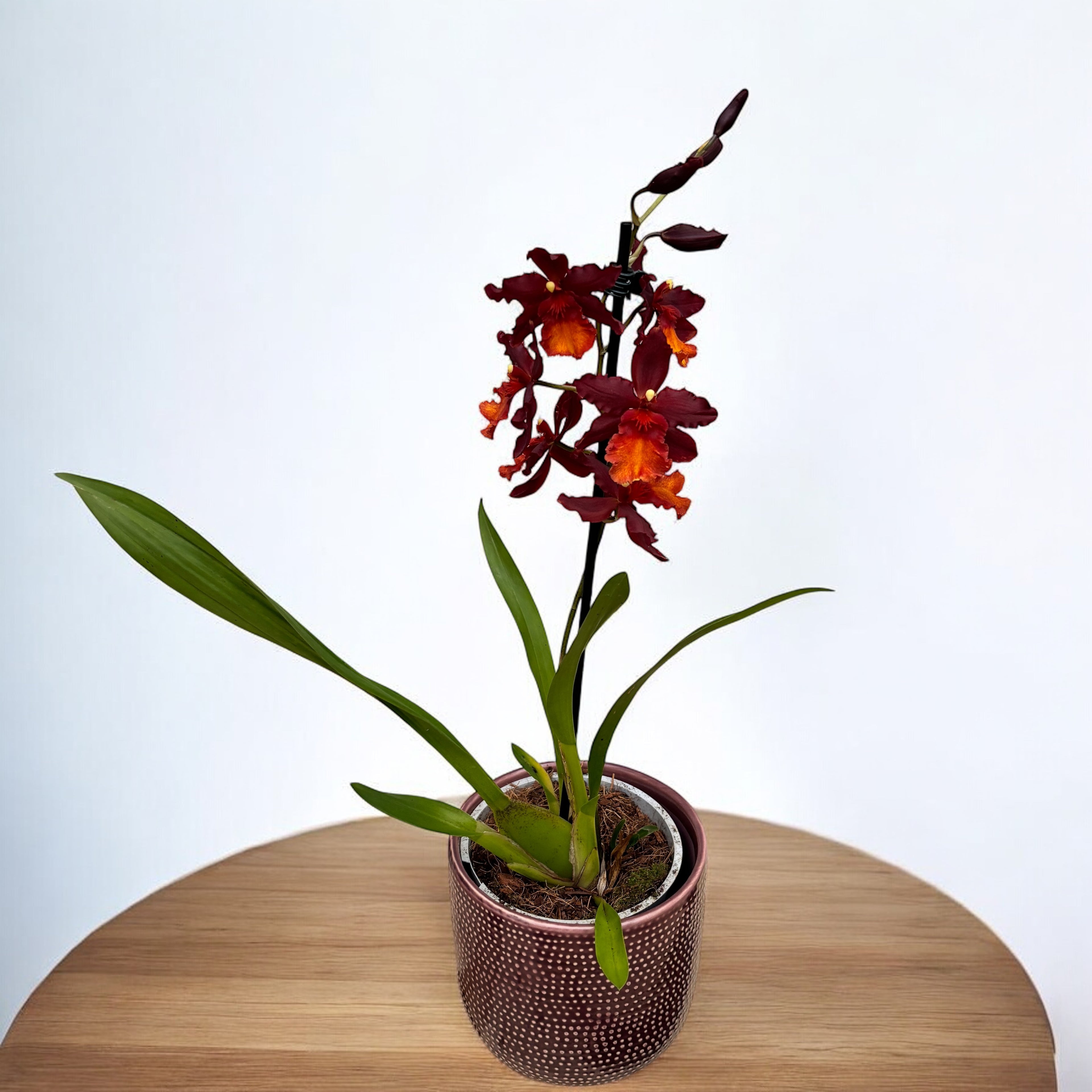 Wilsonara Aloha Sparks 'Ruby Eyes'