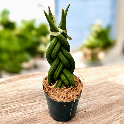 sansevieria cylindrica trenzada Sansevieria cylindrica (trenzada) – Planta decorativa y resistente, id – Secret Garden Plant Shop