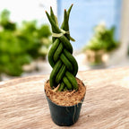 Sansevieria cylindrica (pletená) – Dekorativní a odolná rostlina, ideální pro moderní interiéry