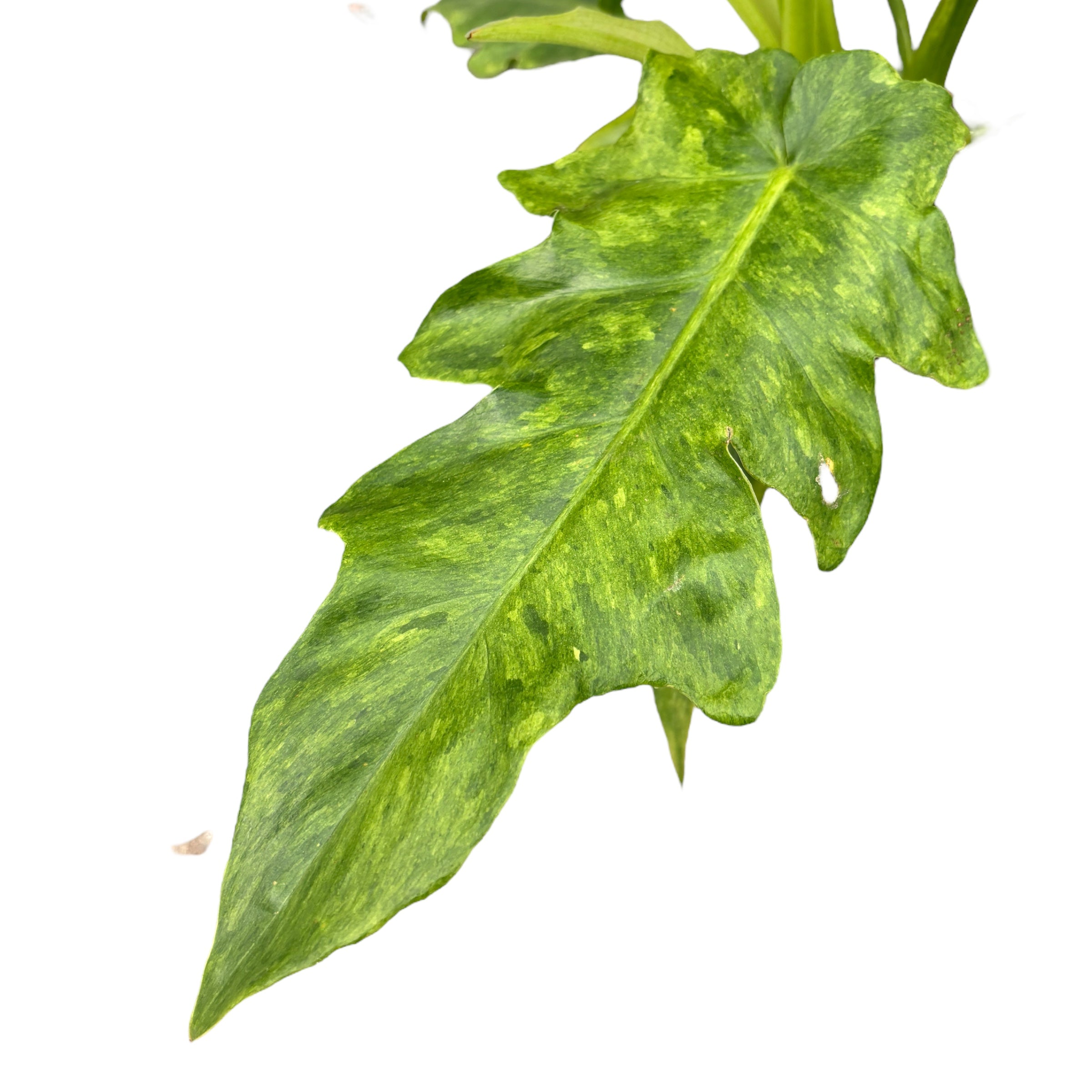 Philodendron 'Bob Cee Variegata'