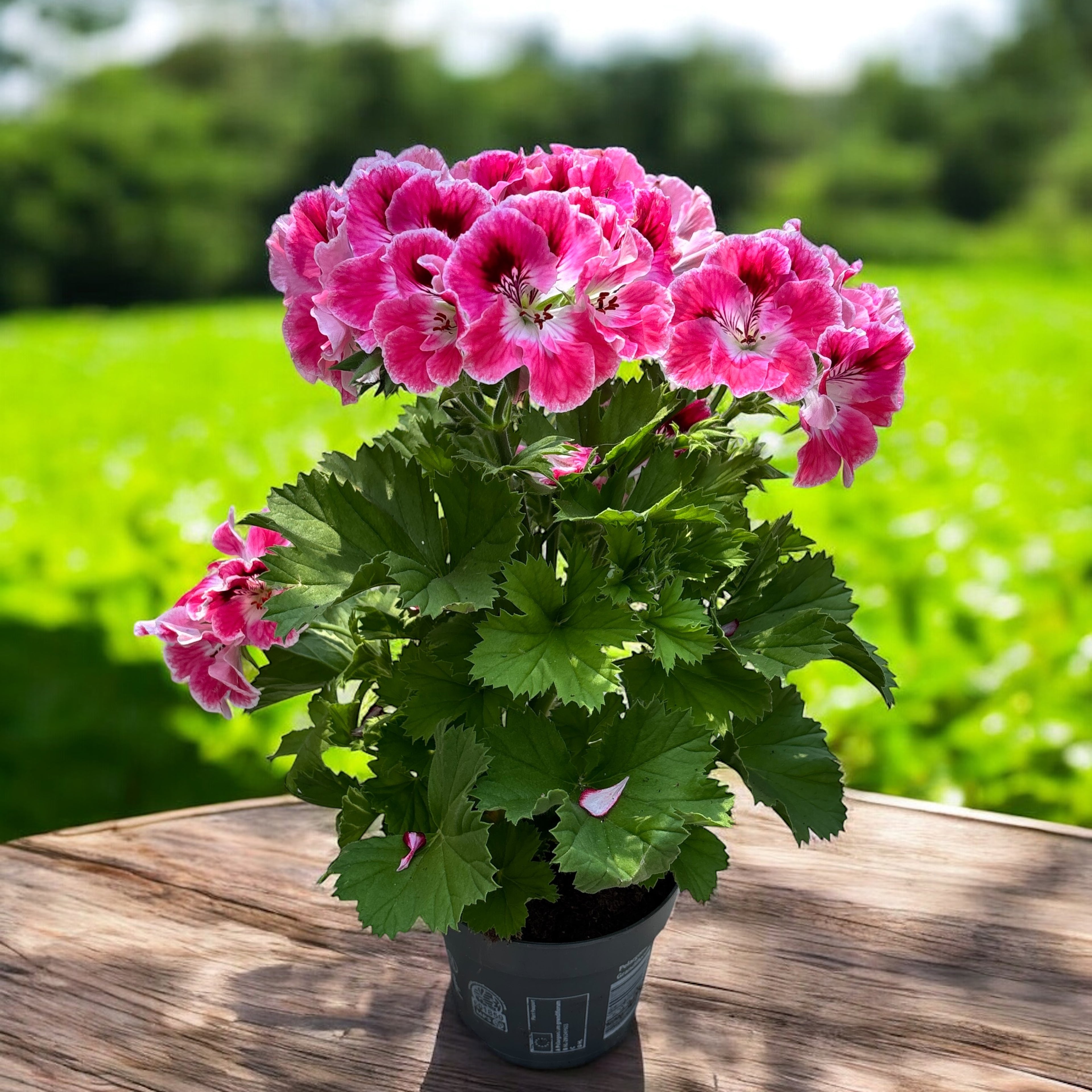 Pelargonium Grandiflorum 'Elegance Sunrise' (muscate englezesti)