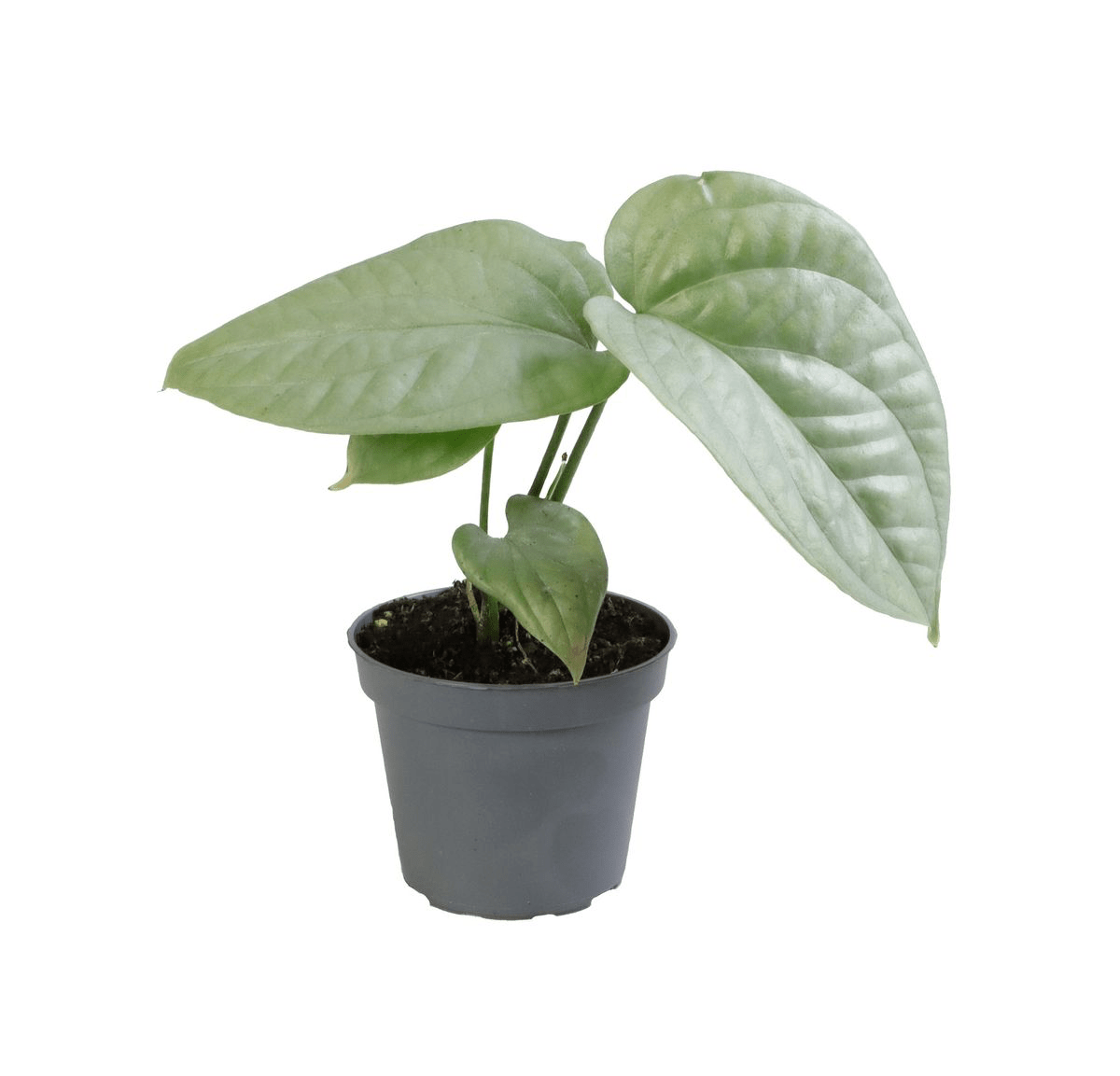 Amydrium medium 'Silver Spiderman' (Spiderman Monstera Silver) - babyplant