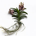 Vanda Sunanda Ocelot Mocha (ANSU)