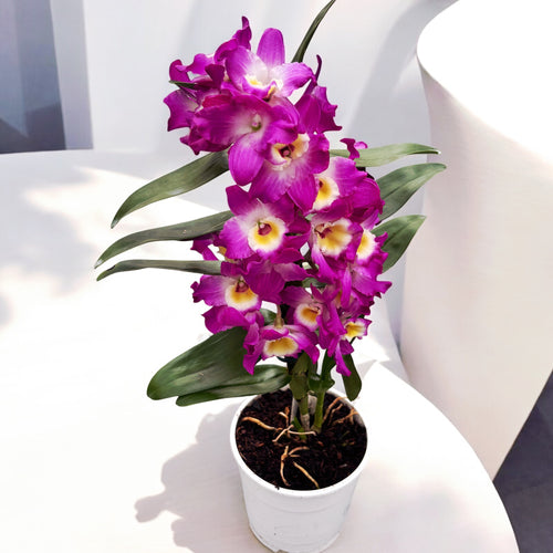 Dendrobium Nobile Akatsuki - fragrant