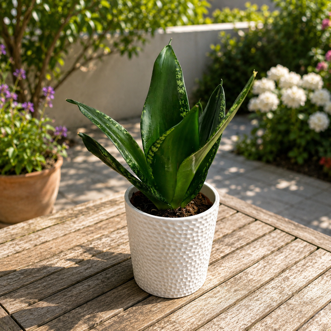 Sansevieria Silver Flame (Whitney)