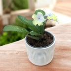 Streptocarpus « Alissa »