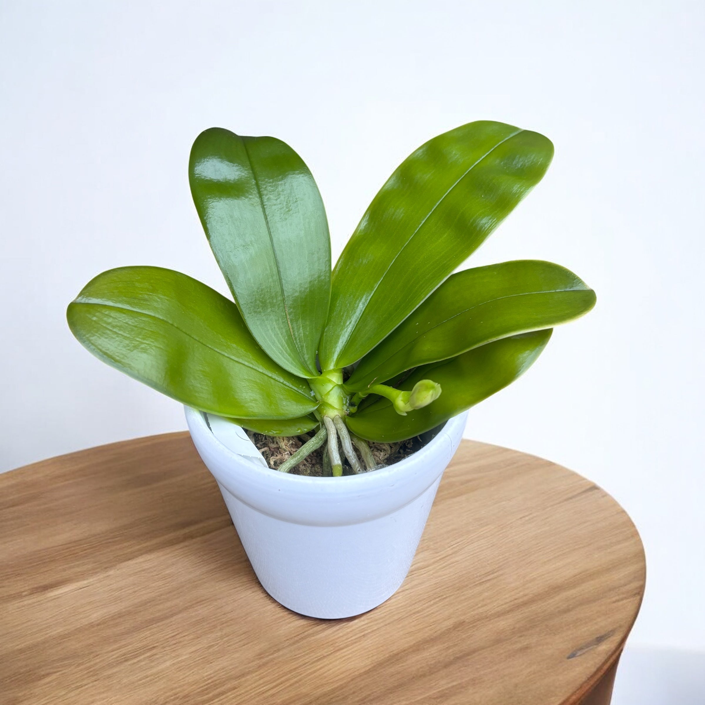 Phalaenopsis Samera var. blue (bellina × violacea) - intensely fragrant