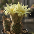 Frailea alacriportana, a miniature cactus with yellow flowers