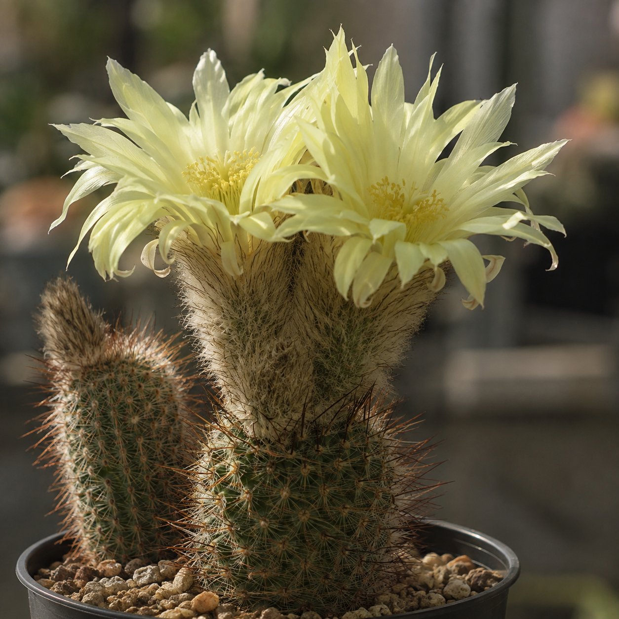 Frailea alacriportana, a miniature cactus with yellow flowers