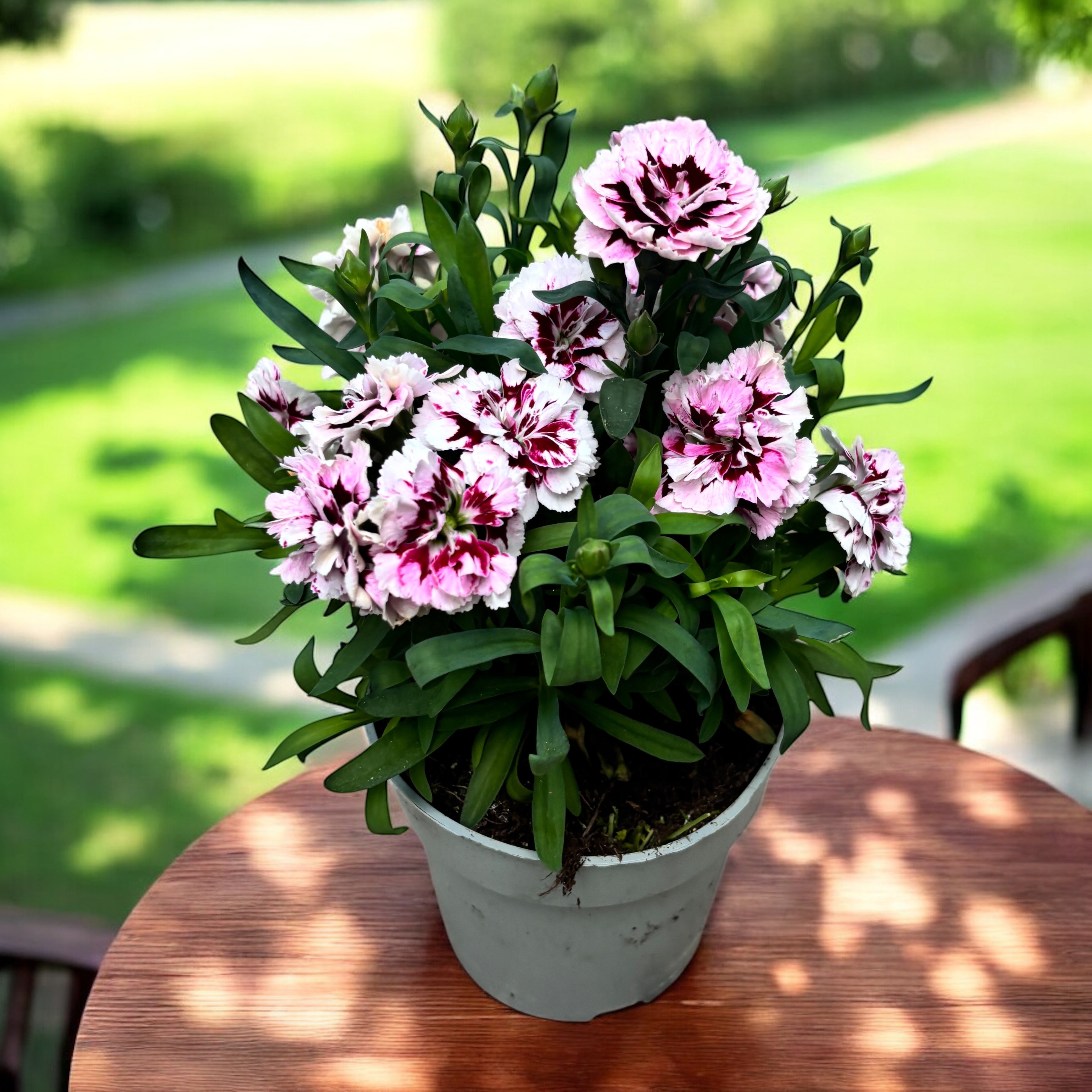 Dianthus ‘Oscar Purple Star’ - garofite perene cu flori duble roz parfumate
