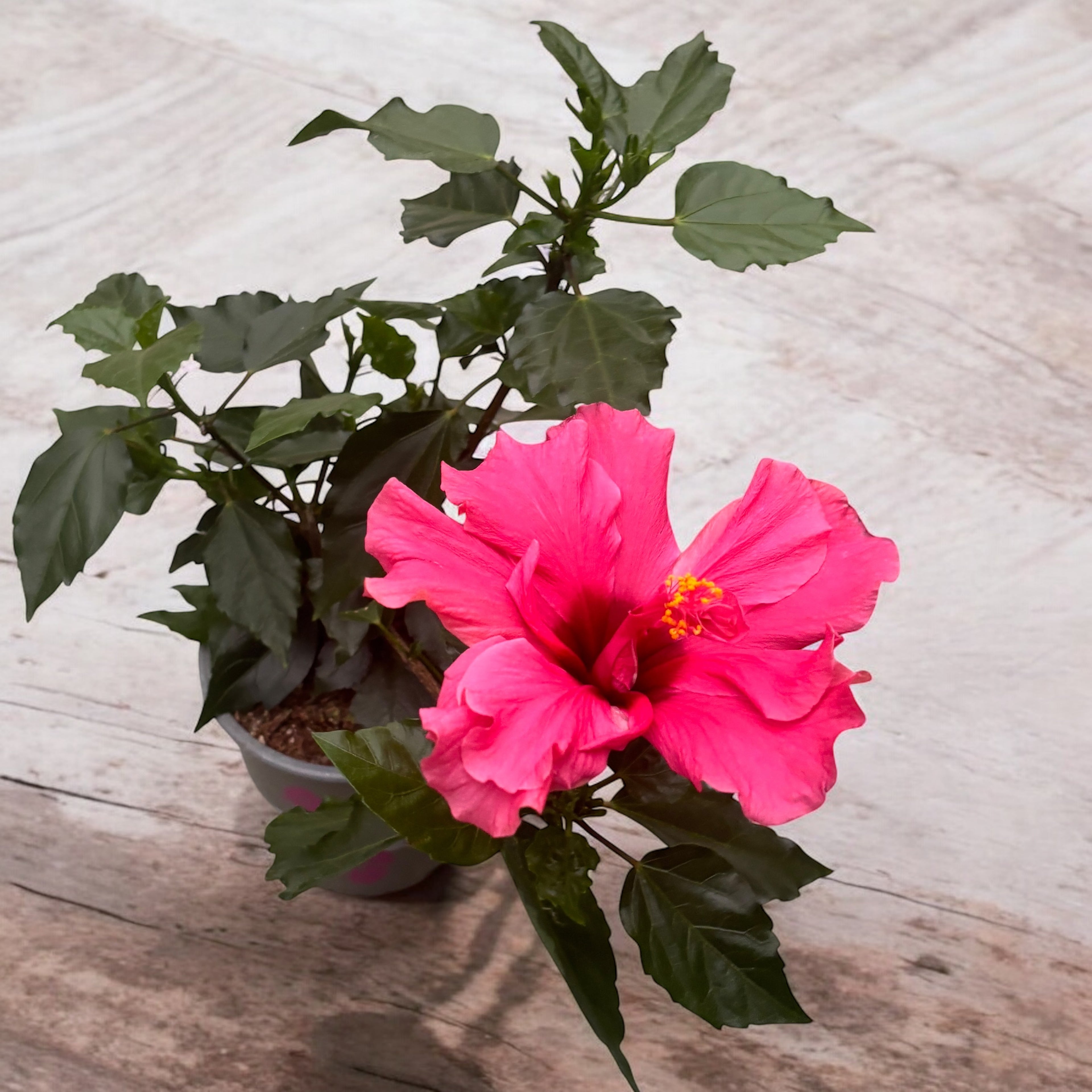 Hibiscus - Rose du Japon à fleur double