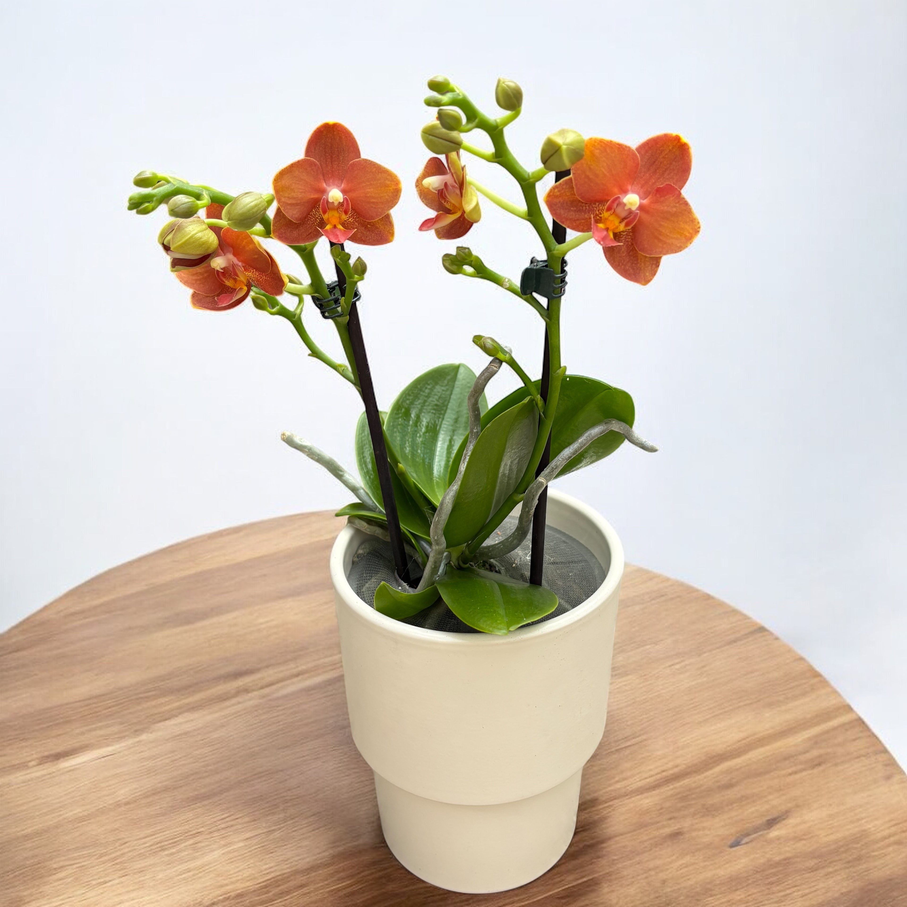 Phalaenopsis Yaphon Parfum Rouge - fleurs intensément parfumées