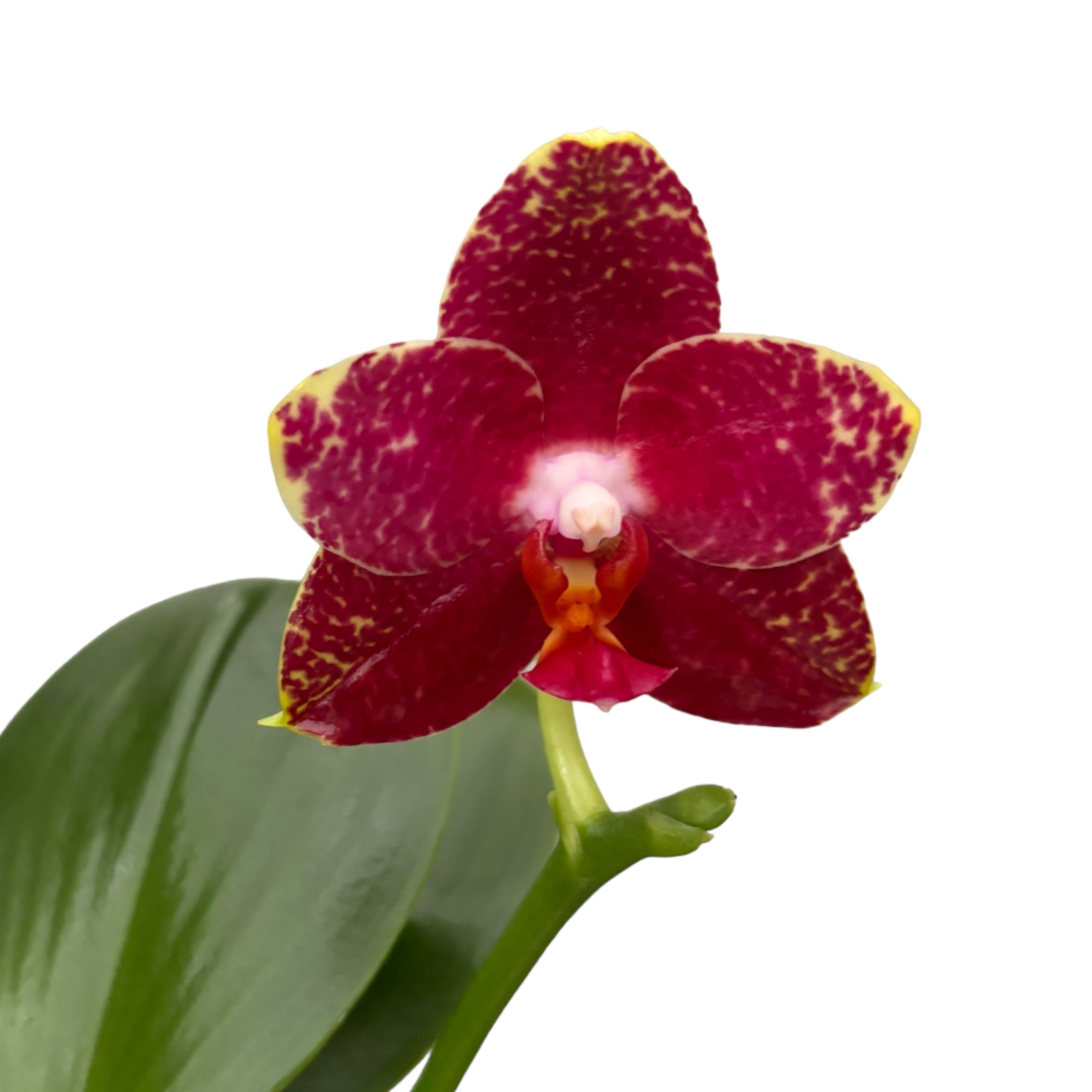 Phalaenopsis AL Sun Hannover 'Red' *parfumata