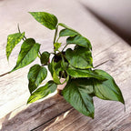 Epipremnum aureum 'Marble Green' - 3 planten/pot