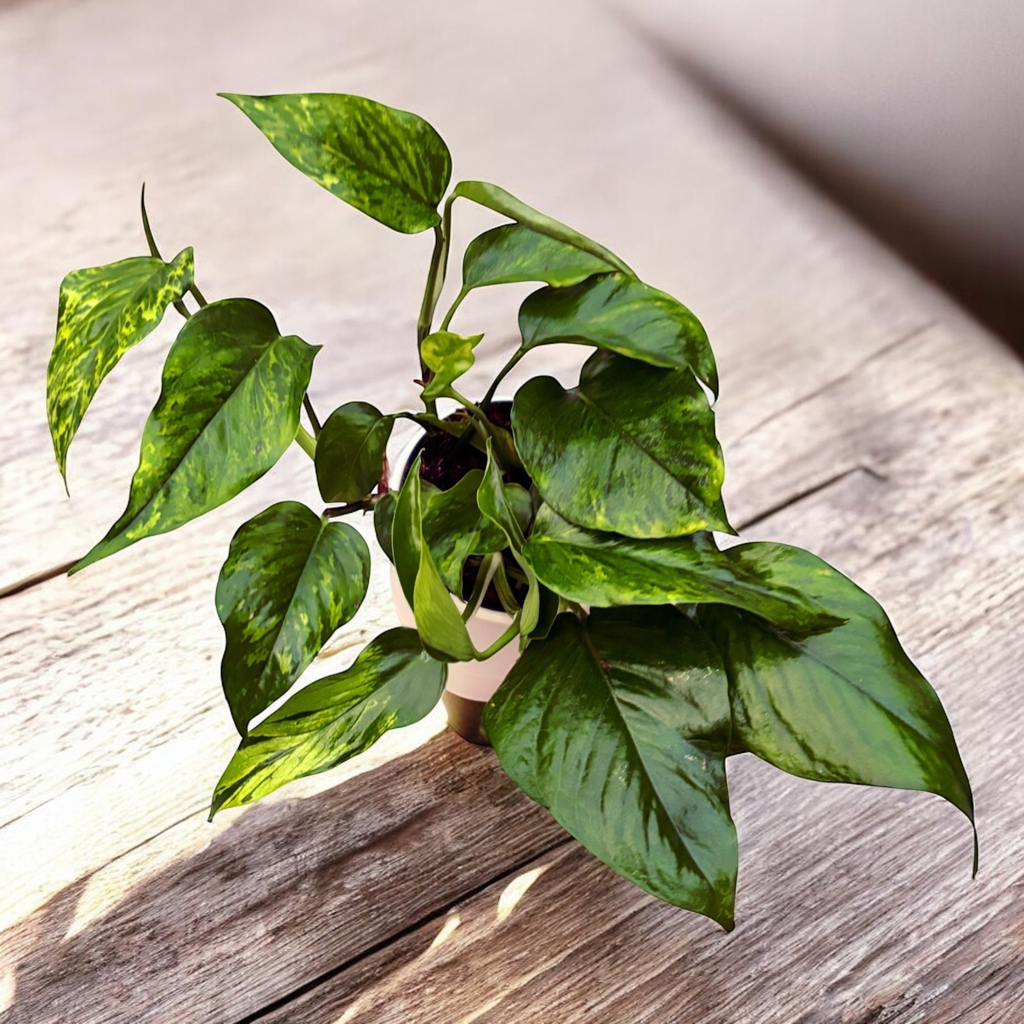 Epipremnum aureum 'Marble Green' - 3 plante/ghiveci