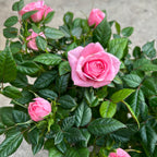 Trandafiri pitici Rosa Kordana® Harmonie 3-4 plante/ghiveci