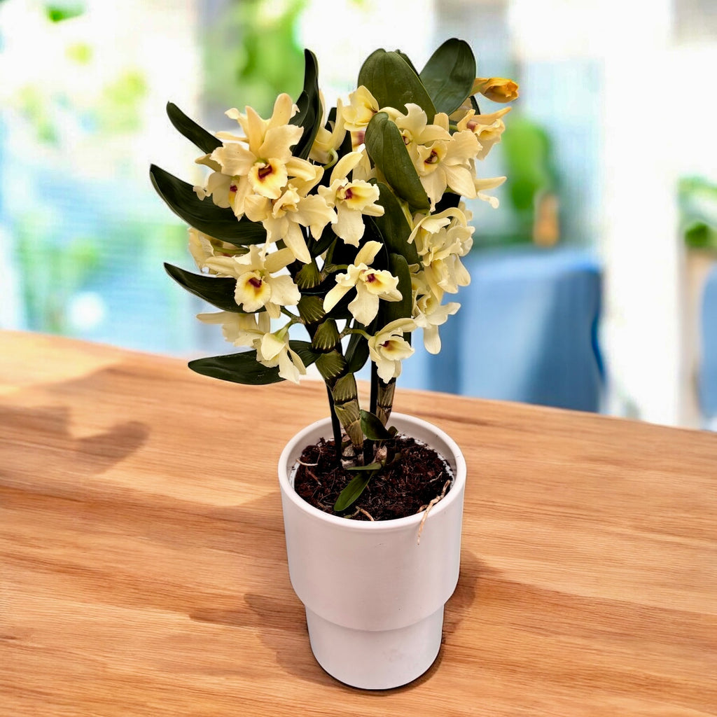 Dendrobium Yellow Magic 'Festival'