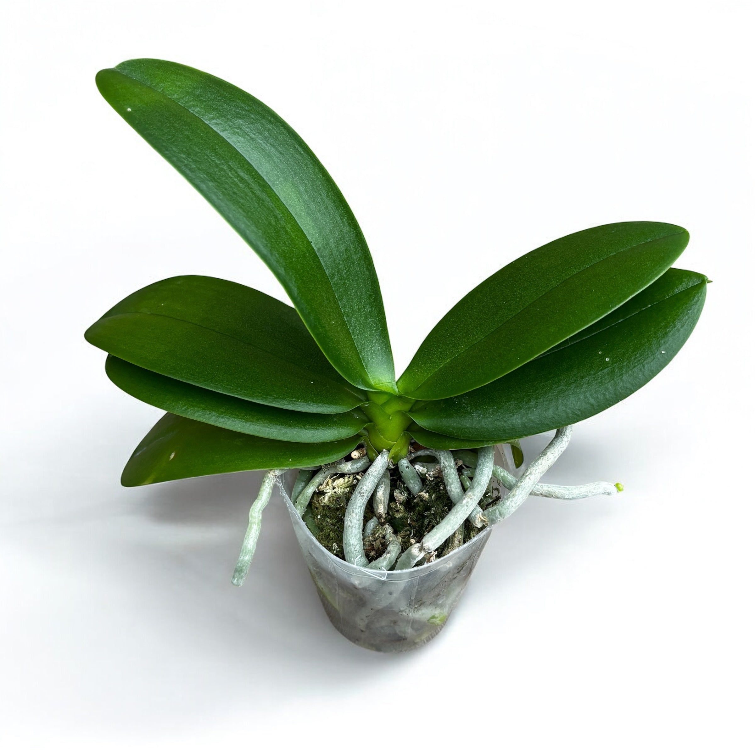 Phalaenopsis Yu-Yang Little Peacock '387'