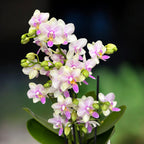 Phalaenopsis Épanouissement de la Fleur