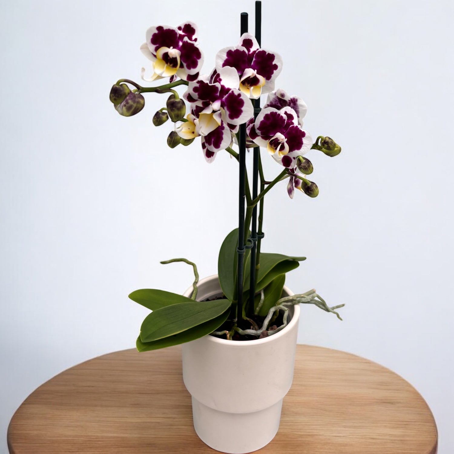 Phalaenopsis Vitrail