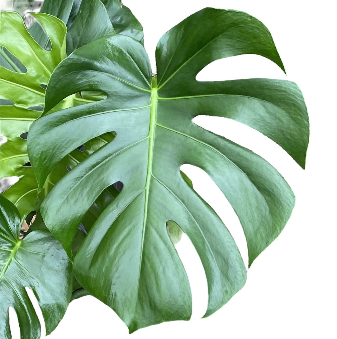 Monstera deliciosa XL (Swiss cheese plant) D19 2pp