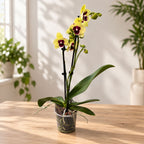 Phalaenopsis Anthura Talking Drum big lip