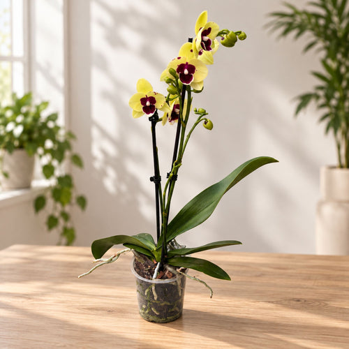 Phalaenopsis Anthura Talking Drum big lip