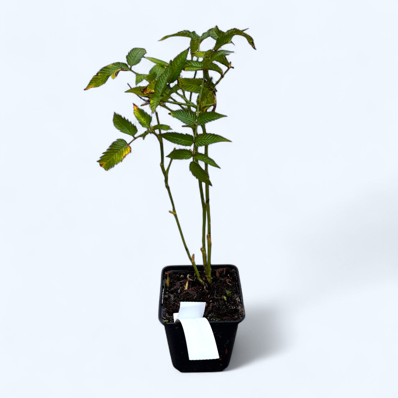 Capsun-Zmeur Japonez - Rubus illecebrosus (Ballon berry)