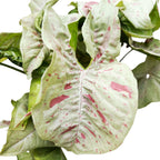 Syngonium Milk Confetti (silná panachácia)