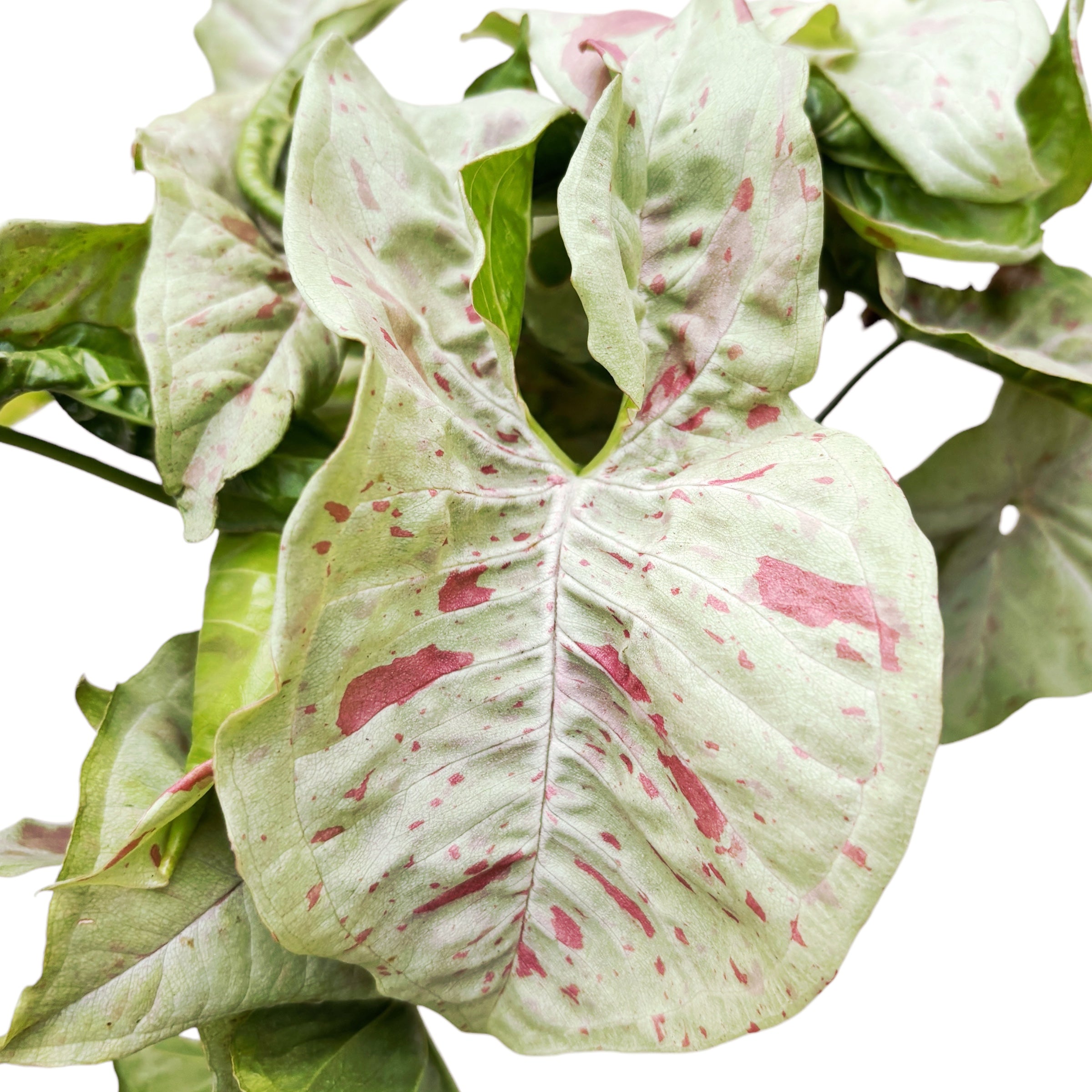 Syngonium Milk Confetti (strong variegation)