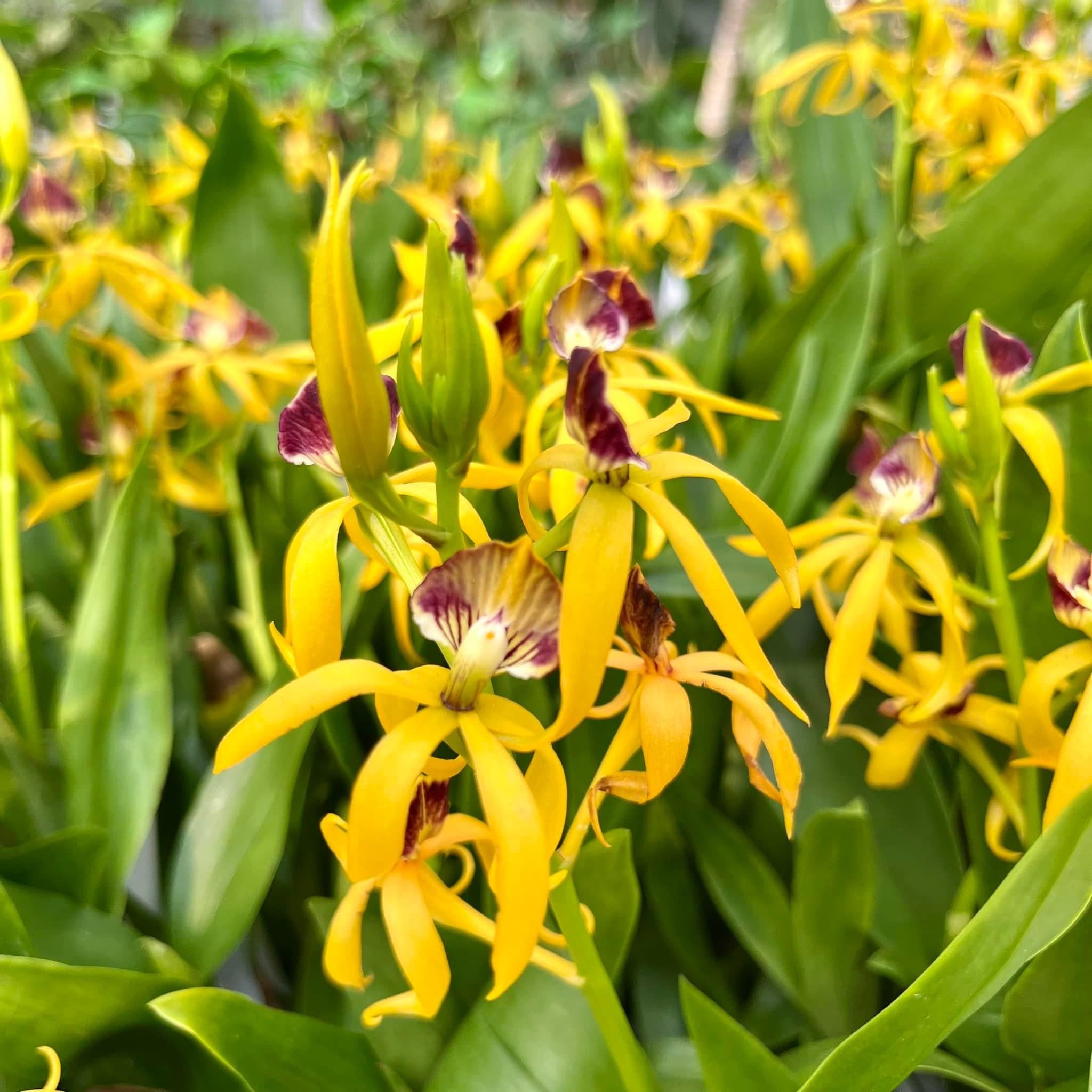 Prosthechea (Encyclia) cochleata var. cochleata - parfumata