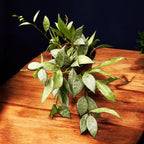 Hoya lacunosa 'Mint' D9 (Long Leaves) 2-3 plante/pot