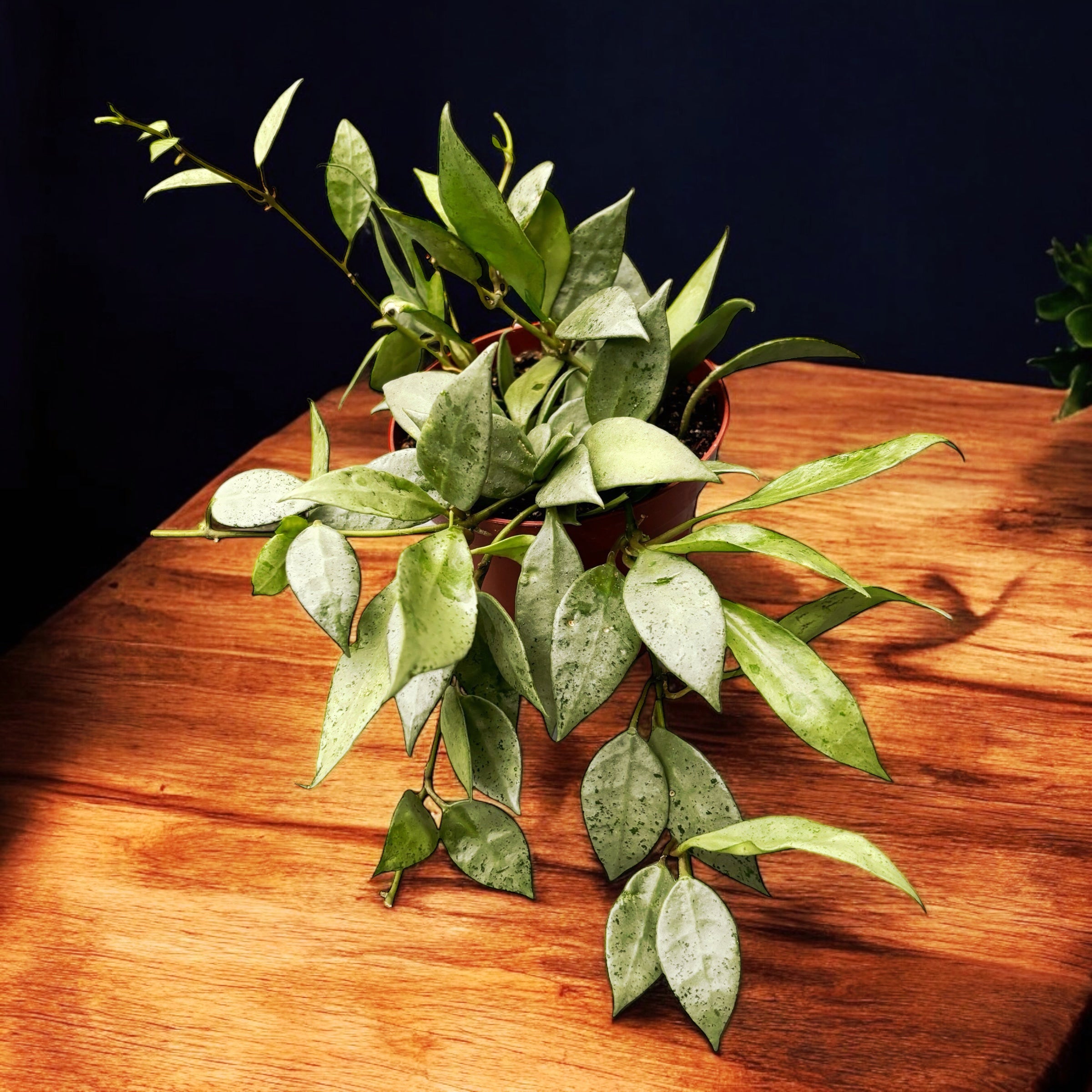 Hoya lacunosa 'Mint' D9 (Long Leaves) 2-3 plante/pot