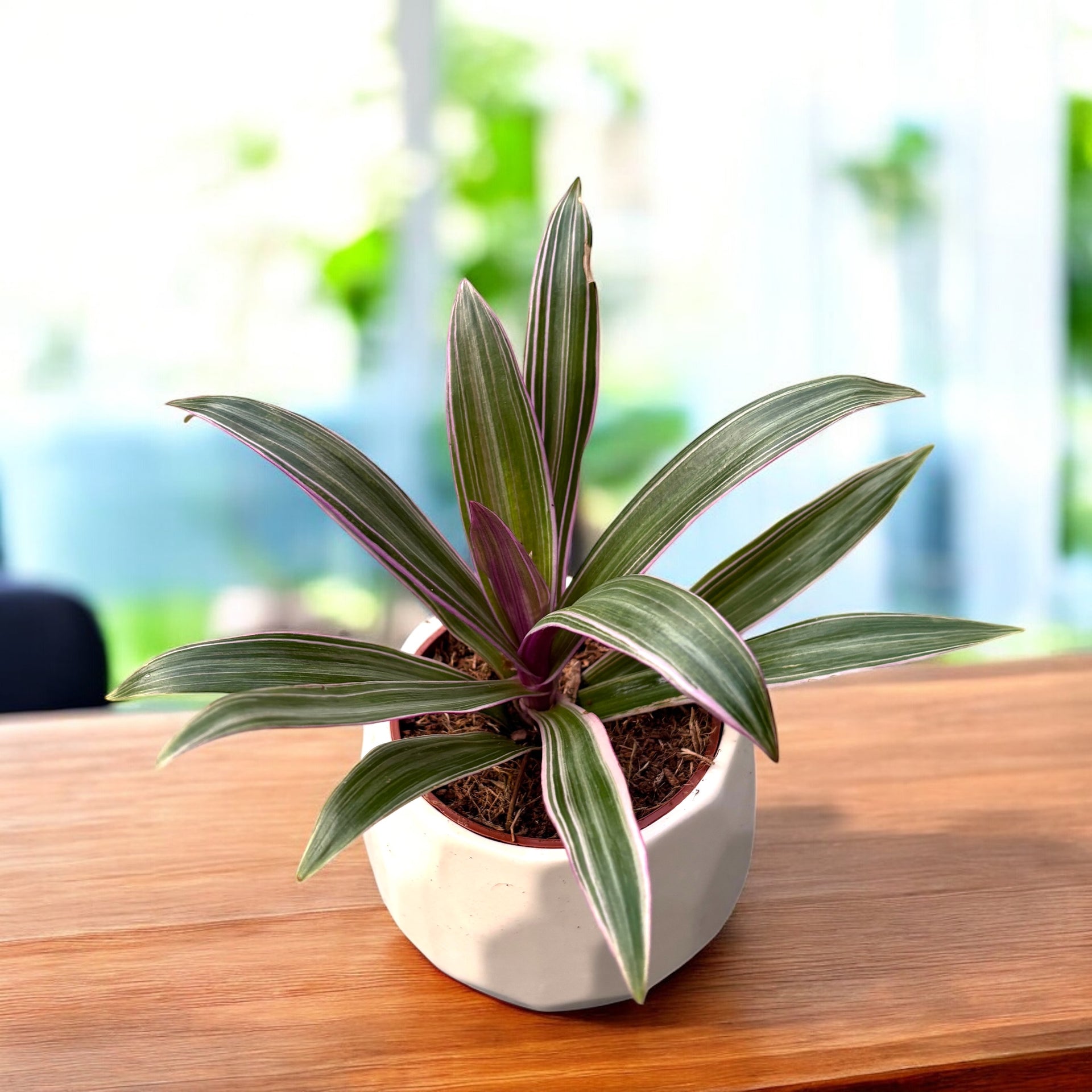 root aphids indoor plants Tradescantia Rhoeo Discolor (Tradescantia Spathacea) – Secret Garden Plant  Shop
