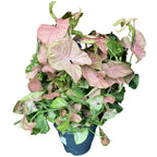 Syngonium podophyllum 'Red Heart' - exemplare XXL