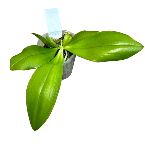 Phalaenopsis speciosa 'Big Red' - illatos